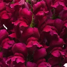 Načíst obrázek do prohlížeče Galerie, Hledík větší - "Potomac", ROYAL