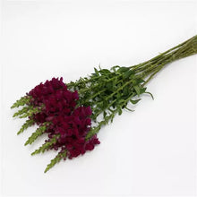 Načíst obrázek do prohlížeče Galerie, Hledík větší - "Potomac", ROYAL