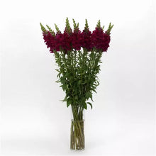 Načíst obrázek do prohlížeče Galerie, Hledík větší - "Potomac", ROYAL