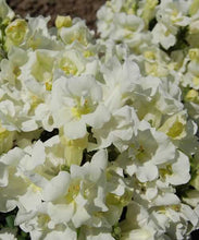 Načíst obrázek do prohlížeče Galerie, Hledík větší - "TWINNY", White