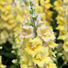 Načíst obrázek do prohlížeče Galerie, Hledík větší - "Madame Butterfly", Yellow