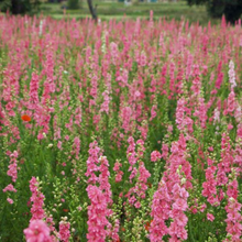 Načíst obrázek do prohlížeče Galerie, Ostrožka stračka - " Imperialis", Salmon Beauty