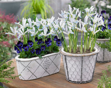 Načíst obrázek do prohlížeče Galerie, Kosatec (Iris) síťkovaný "Frozen Planet", 10ks