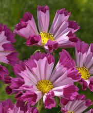 Načíst obrázek do prohlížeče Galerie, Krásenka zpeřená - "Sea Shells", Red