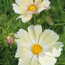 Načíst obrázek do prohlížeče Galerie, Krásenka zpeřená - "Kiiro"