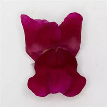 Načíst obrázek do prohlížeče Galerie, Hledík větší - "Potomac", ROYAL