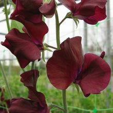Načíst obrázek do prohlížeče Galerie, Hrachor vonný - "Spring Sunshine™", Burgundy
