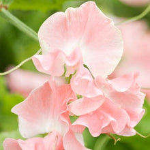 Načíst obrázek do prohlížeče Galerie, Hrachor vonný - "Spring Sunshine™- Nancy"