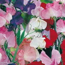 Načíst obrázek do prohlížeče Galerie, Hrachor vonný - "Royal Family", Mix barev
