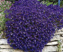 Načíst obrázek do prohlížeče Galerie, Lobelka převislá - "Regatta Pendula", Saphir Special