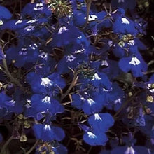 Načíst obrázek do prohlížeče Galerie, Lobelka převislá - "Regatta Pendula", Saphir Special