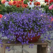 Načíst obrázek do prohlížeče Galerie, Lobelka převislá - "Regatta Pendula", Saphir Special