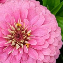 Načíst obrázek do prohlížeče Galerie, Ostálka (Cínie) lepá - "Benary's Giant", Bright Pink