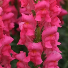 Načíst obrázek do prohlížeče Galerie, Hledík větší - "Potomac", Cherry Rose