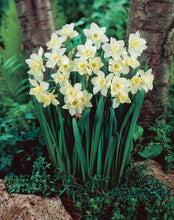 Načíst obrázek do prohlížeče Galerie, Narcis - "Pueblo", 8ks