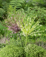 Načíst obrázek do prohlížeče Galerie, Okrasný česnek - "Schubertii Arctic Snow", 1ks