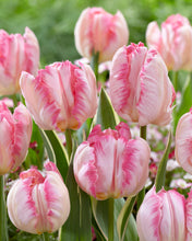 Načíst obrázek do prohlížeče Galerie, Tulipán - "Silver Parrot®", 5ks, 10ks