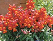 Načíst obrázek do prohlížeče Galerie, Hledík větší - "SNAPSHOT", Orange