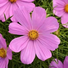 Načíst obrázek do prohlížeče Galerie, Krásenka zpeřená - "Sonata", Pink