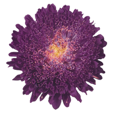 Načíst obrázek do prohlížeče Galerie, Astra čínská - "Standy", Deep Blue