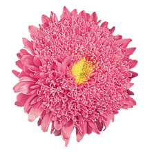 Načíst obrázek do prohlížeče Galerie, Astra čínská - "Standy", Salmon Pink