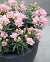 Načíst obrázek do prohlížeče Galerie, Hledík větší - "TWINNY", Rose