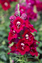 Načíst obrázek do prohlížeče Galerie, Hledík větší - "TWINNY", Violet