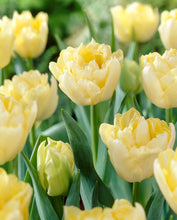 Načíst obrázek do prohlížeče Galerie, Tulipán - "Verona", 4ks