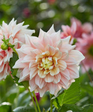 Načíst obrázek do prohlížeče Galerie, Jiřina - "Break Out", 1ks