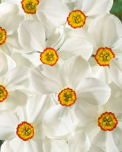 Načíst obrázek do prohlížeče Galerie, Narcis - "Actaea Poeticus", 5ks