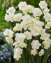 Načíst obrázek do prohlížeče Galerie, Narcis - "White Cheerfulness", 5ks