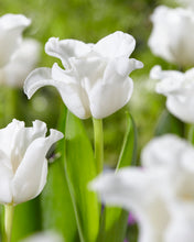Načíst obrázek do prohlížeče Galerie, Tulipán - "White Liberstar®", 5ks, 10ks