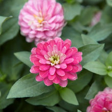 Načíst obrázek do prohlížeče Galerie, Ostálka (Cínie) marylandská - "Zahara Double", Strawberry