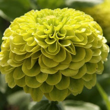 Načíst obrázek do prohlížeče Galerie, Ostálka (Cínie) lepá - "Envy"