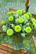 Načíst obrázek do prohlížeče Galerie, Ostálka (Cínie) lepá - "Queen", Lime