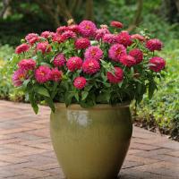 Načíst obrázek do prohlížeče Galerie, Ostálka (Cínie) marylandská - "Zahara Double", Strawberry