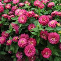 Načíst obrázek do prohlížeče Galerie, Ostálka (Cínie) marylandská - "Zahara Double", Strawberry