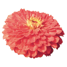 Načíst obrázek do prohlížeče Galerie, Ostálka (Cínie) lepá - "Benary's Giant", Coral