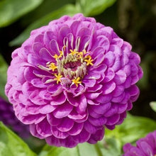 Načíst obrázek do prohlížeče Galerie, Ostálka (Cínie) lepá jiřinkokvětá - "Purple Prince"