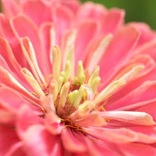 Načíst obrázek do prohlížeče Galerie, Ostálka (Cínie) lepá - "Benary's Giant", Coral