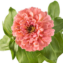 Načíst obrázek do prohlížeče Galerie, Ostálka (Cínie) lepá jiřinkokvětá - "Salmon"