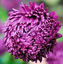 Načíst obrázek do prohlížeče Galerie, Astra - "Syringa", Violet Blue
