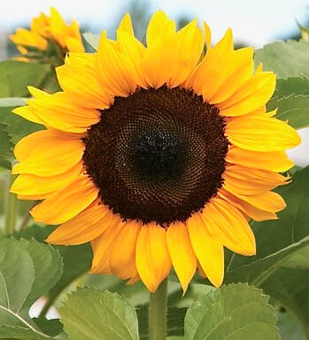 Slunečnice roční - 