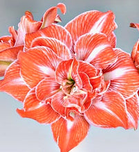 Načíst obrázek do prohlížeče Galerie, Hvězdník (Amaryllis)  -&quot;Sunshine (Sunny) Nymph&quot;®, 1ks

