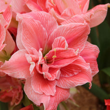 Načíst obrázek do prohlížeče Galerie, Hvězdník (Amaryllis) - &quot;Sweet Nymph&quot;®, 1ks
