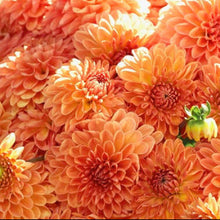 Načíst obrázek do prohlížeče Galerie, Jiřina - "Amber Crystal", 1ks
