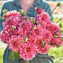 Načíst obrázek do prohlížeče Galerie, Jiřina - "Anne Claire", 1ks
