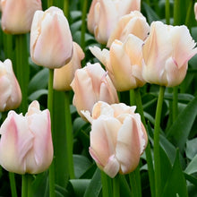 Načíst obrázek do prohlížeče Galerie, Tulipán - "Apricot Pride®", 5ks nebo 10ks
