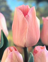 Načíst obrázek do prohlížeče Galerie, Tulipán - &quot;Apricot Beauty&quot;, 5ks, 10ks
