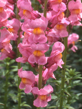 Načíst obrázek do prohlížeče Galerie, Hledík větší - &quot;F1 Rocket&quot;, Rose shades
